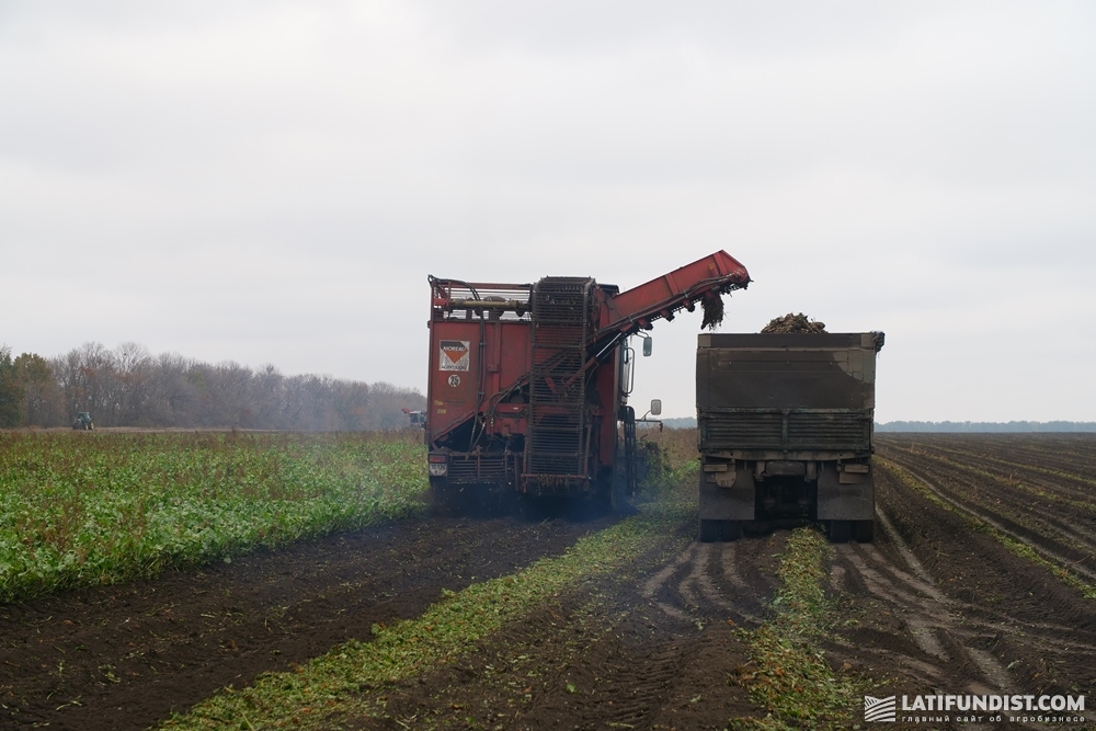Уборка сахарной свеклы на поле предприятия «Славута»